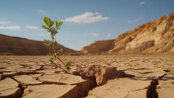 A resilient plant grows in cracked, dry soil under a blue sky. photo