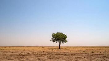 A lone tree stands in the middle of a dry field photo