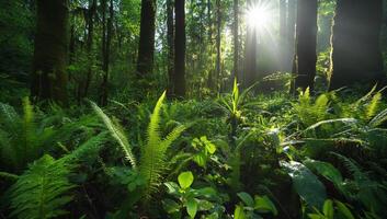 Sunlight shining through the trees in a forest photo
