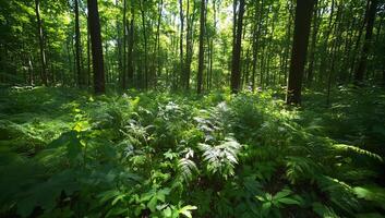 A forest with lots of green plants and trees photo