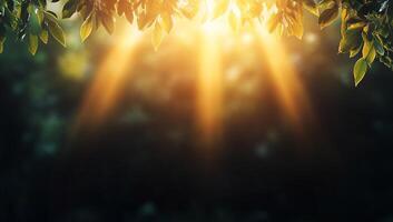 Sunlight filtering through leaves, creating a serene atmosphere. photo