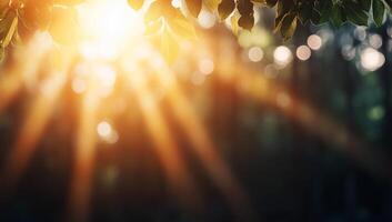 Sunlight filtering through leaves in a tranquil forest setting. photo