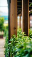 A row of plants in a greenhouse photo