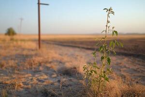 A solitary plant grows in a dry, open landscape under a clear sky. photo