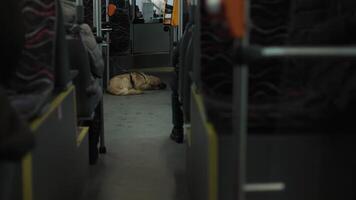 Golden Retriever Resting Calmly on a Public Bus Floor video