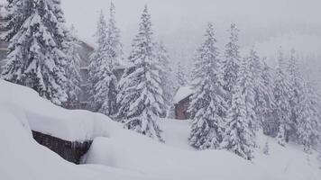Snow-covered cabins in a winter forest video