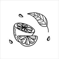 Lemons hand drawn in doodle style. Half a lemon, leaves, lemon slice and lemon seeds. Design for menus, cafes, shops and restaurants. Black and white illustration. vector