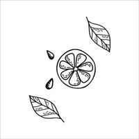 Lemons hand drawn in doodle style. Half a lemon, lemon leaves and seeds. Design for menus, cafes, shops and restaurants. Black and white illustration. vector