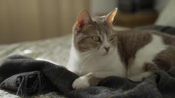 Cozy Cat Resting on a Soft Blanket video