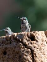 Two hummingbirds perched on a rock photo
