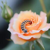 A caterpillar on a rose flower photo