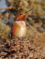 A hummingbird perched on top of a nest photo