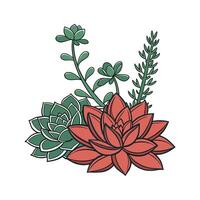 A succulents full image, solid color, with a white background vector