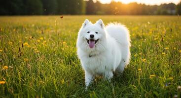 A dog wagging its tail and smiling while playing outside in the grass, a true picture of pure happiness. photo