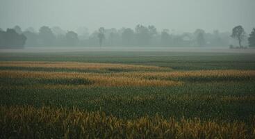 A serene landscape of a field with rain softly falling over the crops. photo