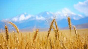 Close-up of barley against distant snow capped mountains. 3 photo