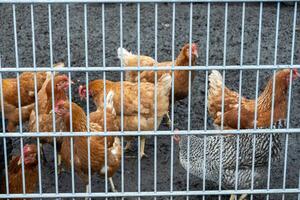Chickens roaming inside a secure enclosure photo