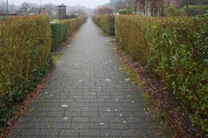 Long pathway through green hedge garden photo