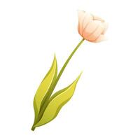 White spring tulip on white background. Isolated floral element for spring vector