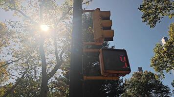 Traffic light with sun rays shining through trees, on a clear sunny day in the city. video