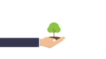 Hand holding a small green tree suitable for environmental conservation concepts video