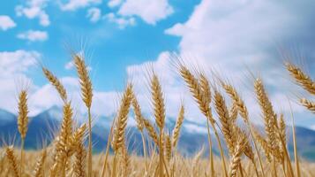 Close-up of barley against distant snow capped mountains. photo