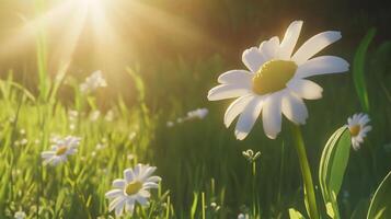 A daisy, with the sun shining brightly on it with a background of a green meadow. 2 photo