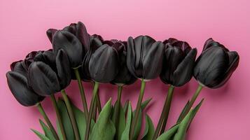 Close up of beautiful bouquet of black tulips on simple colored background. 8 photo