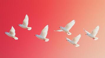 White birds flying peacefully in the sky n a red background. 17 photo