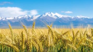 Close-up of barley against distant snow capped mountains. 4 photo