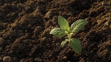 A small green sprout growing from the ground, in an empty field. 7 photo