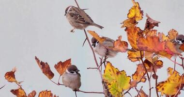 birds sparrows sitting on a branch on autumn tree in nature outdoors. video