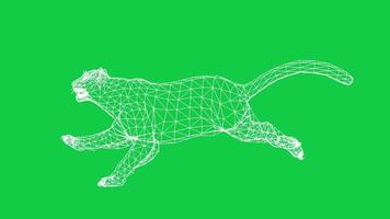 leopard, tiger running fast 3d wireframe loop animation isolated on the green screen background video