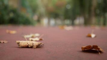 Autumn leaves scattered on a quiet path under soft light video