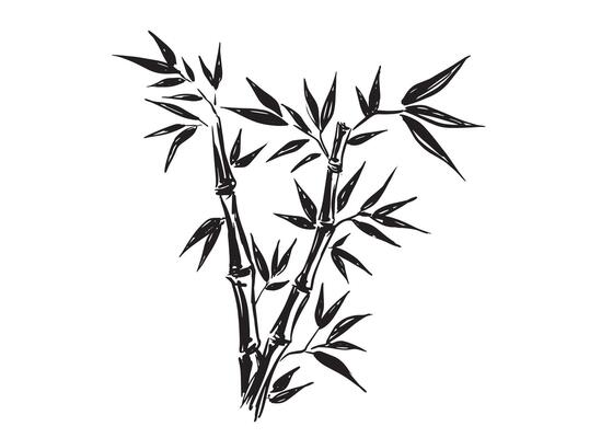 Bamboo tree, Hand drawn style on white.