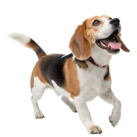 Beagle happily running with a joyful expression in a studio setting png