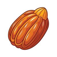 cocoa pod isolated illustration on white background vector