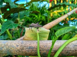 Sangit grasshopper Leptocorisa oratorius on orange leaves with blurred background photo