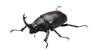 realistic three-horned beetle insect with shiny black exoskeleton, detailed stag beetle with curved horns on isolated background for science, wildlife, and nature study png
