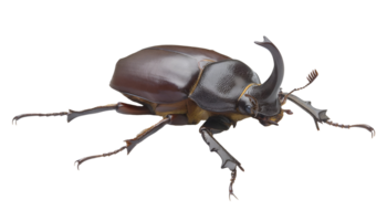 realistic three-horned beetle with dark glossy exoskeleton, large rhinoceros beetle with curved horns on isolated background for entomology, science, and wildlife illustration png