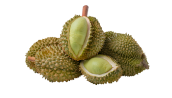 pile of fresh durians with cut-open pieces on isolated background, spiky tropical fruit with creamy yellow flesh, whole and halved durians arranged, southeast asian exotic delicacy png
