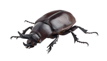 rhinoceros beetle on isolated background, glossy exoskeleton horned beetle, strong-legged scarab insect, close-up macro of exotic coleoptera species, entomology study of tropical beetle png
