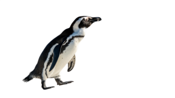 A single penguin standing on a transparent background, captured in natural light png