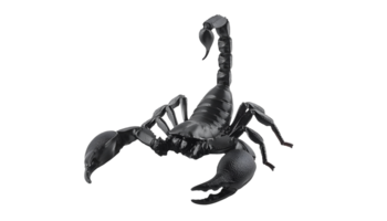a black scorpion on isolated background png