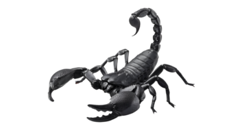 photo of a realistic 3d render of a black scorpion on isolated background png