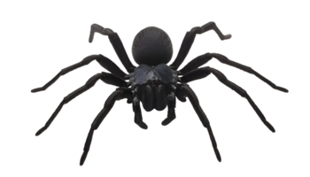 realistic 3d render of a black widow spider on isolated background png