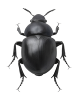 highly detailed realistic 3d render of a dung beetle on isolated background png
