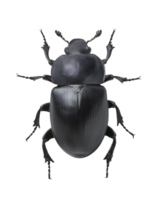 realistic 3d render of a dung beetle on isolated background png