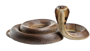 realistic 3d render of a coiled cobra snake in alert position on isolated background png