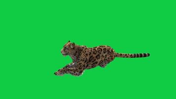 jaguar, leopardo sentar y paliza mano 3d hacer animación aislado en verde pantalla antecedentes video